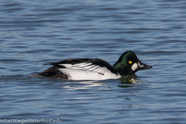 shoreline park